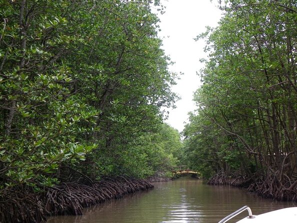 Cần Giờ Eco-Tour with Monkeys, Crocs & War History - Key Points Before You Go