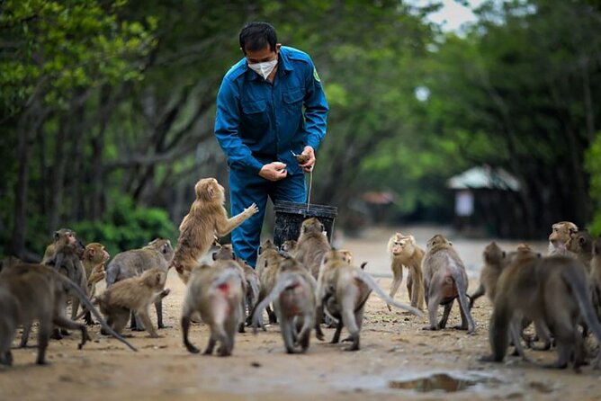 Cần Giờ Eco-Tour with Monkeys, Crocs & War History - Monkey Island and the Mangroves: What Makes Cần Giờ Special