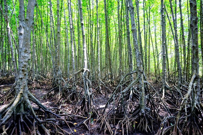 Can Gio Mangrove Forest 1 day tour - The speed jungle boat to the Vietnam War commando base