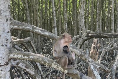 Can Gio Mangroves - Monkey Island by Motorbike and Scooter - Monkey Island: monkeys everywhere, plus guerrilla war context