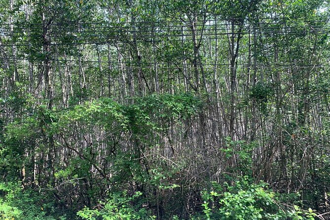 Can Gio Mangroves - Monkey Island by Motorbike and Scooter - Price and value: what $65 buys you in a 7-hour day