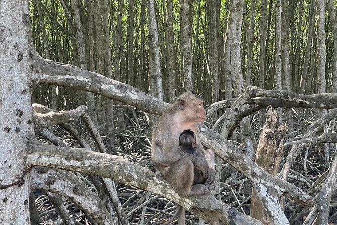 Can Gio Mangroves - Monkey Island by Motorbike and Scooter - Monkey Island: monkeys everywhere, plus guerrilla war context