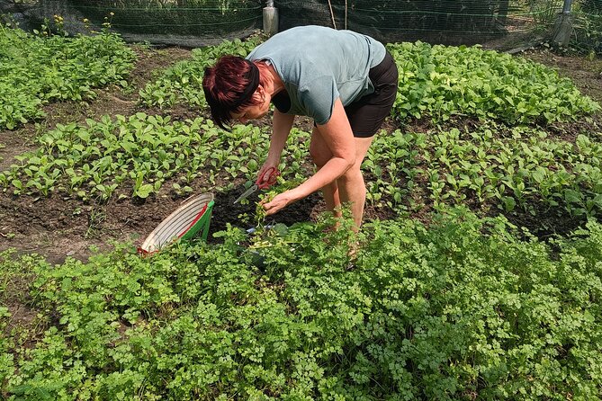 Exploring organic farm & Vietnamese Culinary with Master chef - A full day of organic picking plus Vietnamese cooking in Ho Chi Minh City