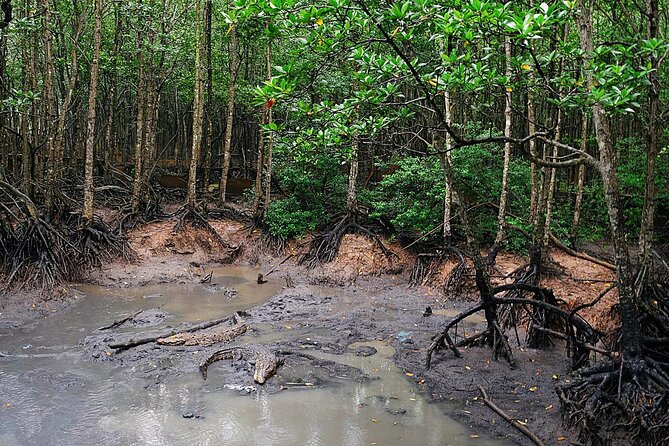 From Ho Chi Minh: Can Gio Trek – Monkey Island & Crocodile Farm - Crocodile viewing at Hoa Ca: interesting, but don’t expect a long safari