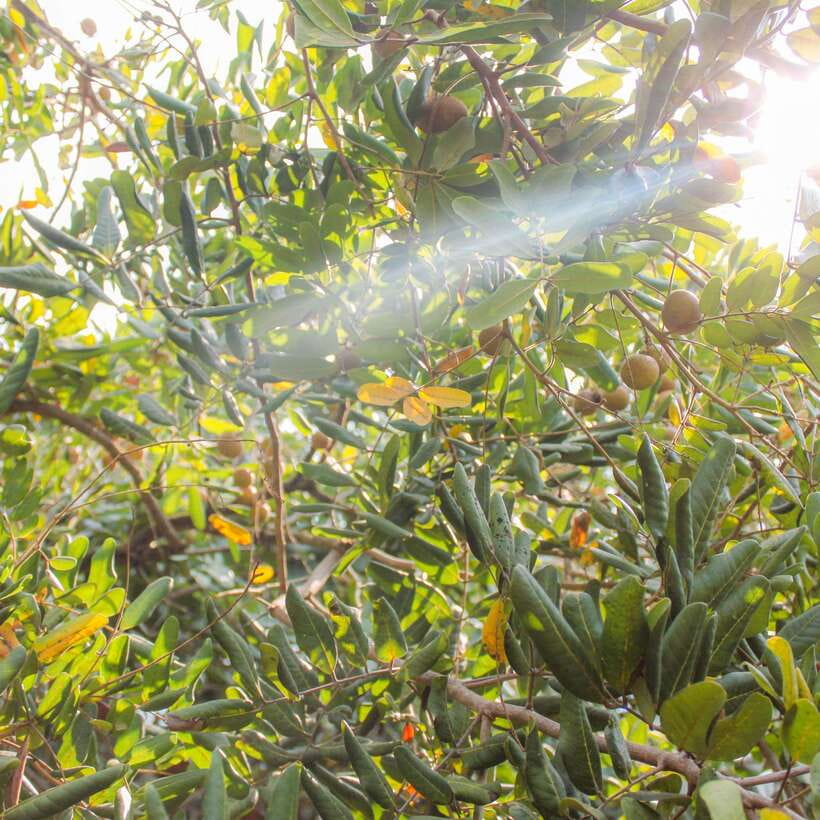 From Ho Chi Minh: Mekong Delta Small Group Day Trip - Folk music and the small-group difference you’ll feel