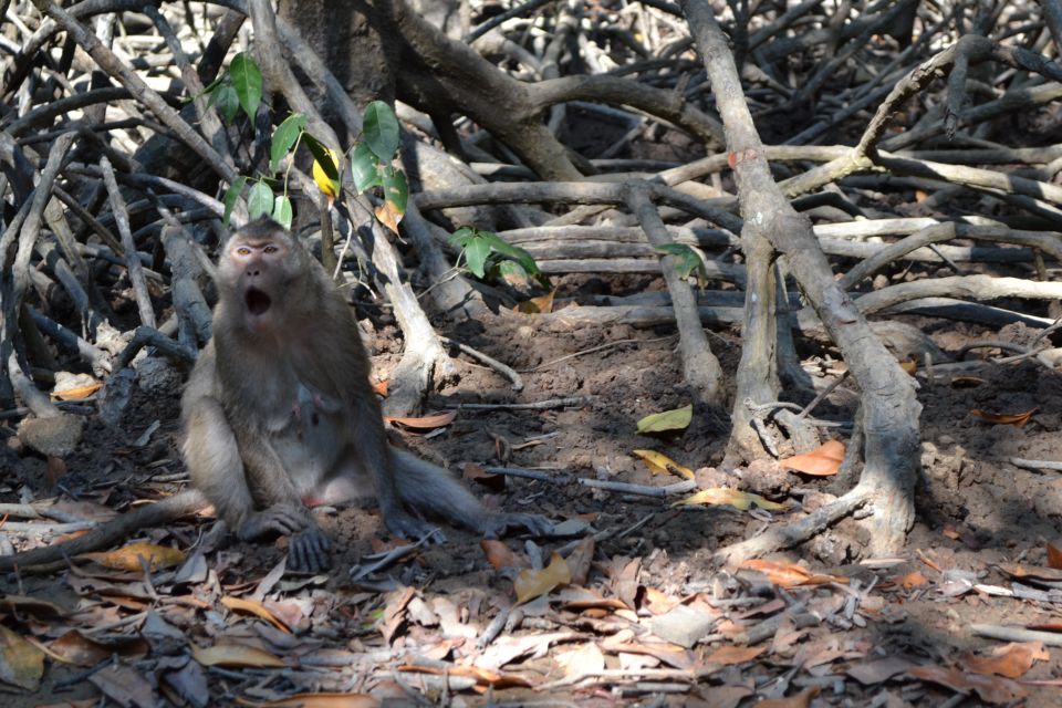 HCM:Can Gio Mangrove Forest Tour-Monkey Island - Lunch at a local restaurant, pool time if it’s available